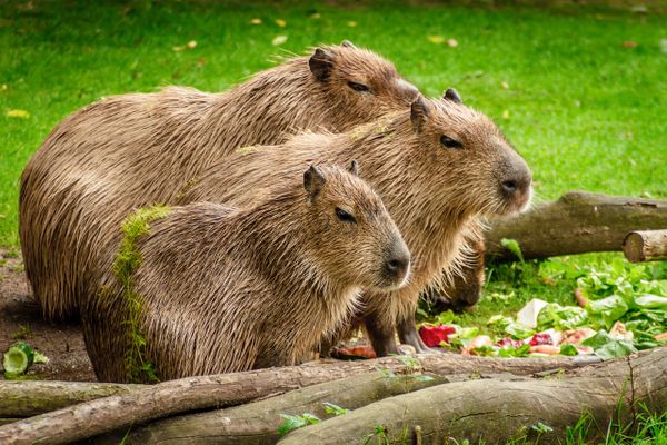A Happy RSpec, Capybara and DatabaseCleaner Setup